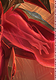 arcanaxerath06